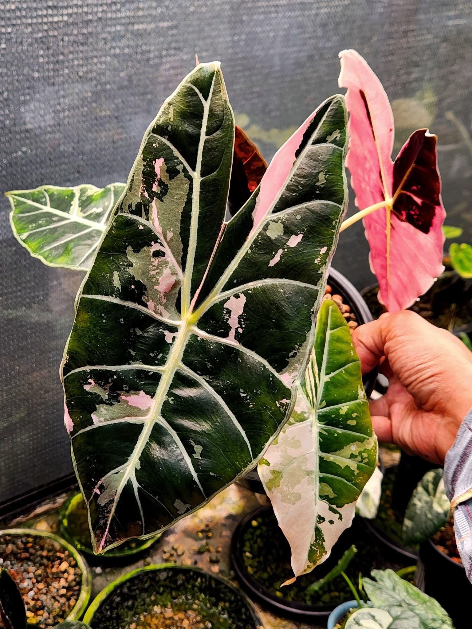 Alocasia black velvet pink variegata - Etsy 日本