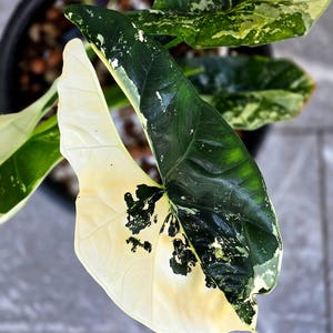 Alocasia Simpo ALBO Variegated Planting Corms Rare Indoor Outdoor Gardening