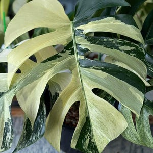 Monstera Deliciosa Mint Variegated One Leaf Rooted Node Cutting Indoor Outdoor Rare Plant Gardening