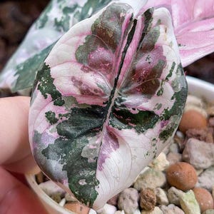 5 bulbos raros de Alocasia Cuprea ALBO y variegados rosados para jardinería interior y exterior