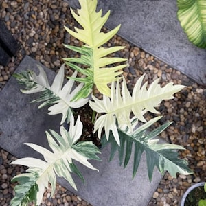 Variegated Philodendron Florida Beauty x Tortum Cutting: Rare Rooted Node