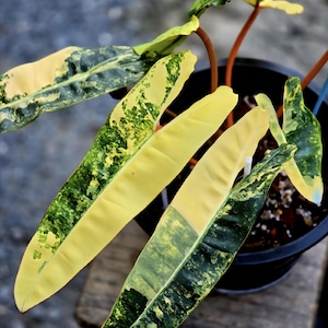 Philodendron Billietiae Variegated Single Leaf Rooted Node Cutting Rare Plant Indoor Outdoor Gardening