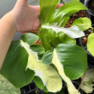 Monstera white lava - Etsy 日本