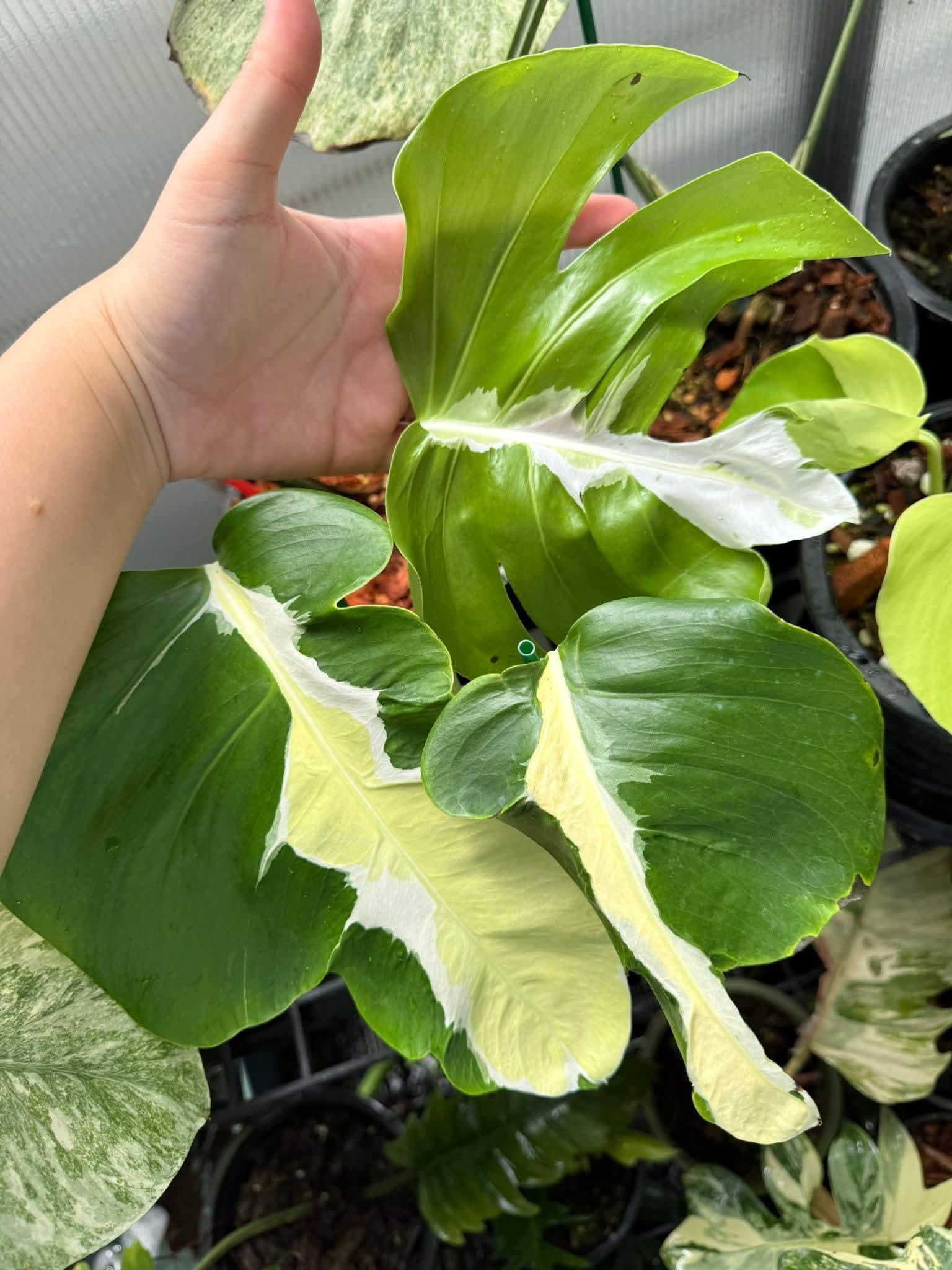 Monstera white lava - Etsy 日本