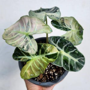 Alocasia Globo Corazón Rosa Abigarrado Plantación Cormos Raros Jardinería Interior Exterior