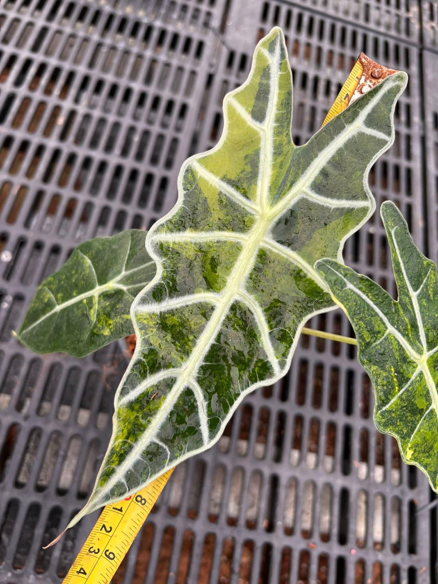 Alocasia sanderiana - Etsy 日本