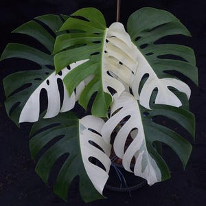 Halfmoon Monstera Deliciosa ALBO Variegated One Leaf Rooted Node Cutting Indoor Outdoor Rare Plant Gardening