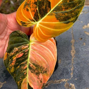 Philodendron Melanochrysum Variegated Rare Plant Indoor Outdoor Gardening