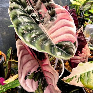 Alocasia Cuprea Redsecret - Bulbos abigarrados rosados para plantar, raros para jardinería interior y exterior
