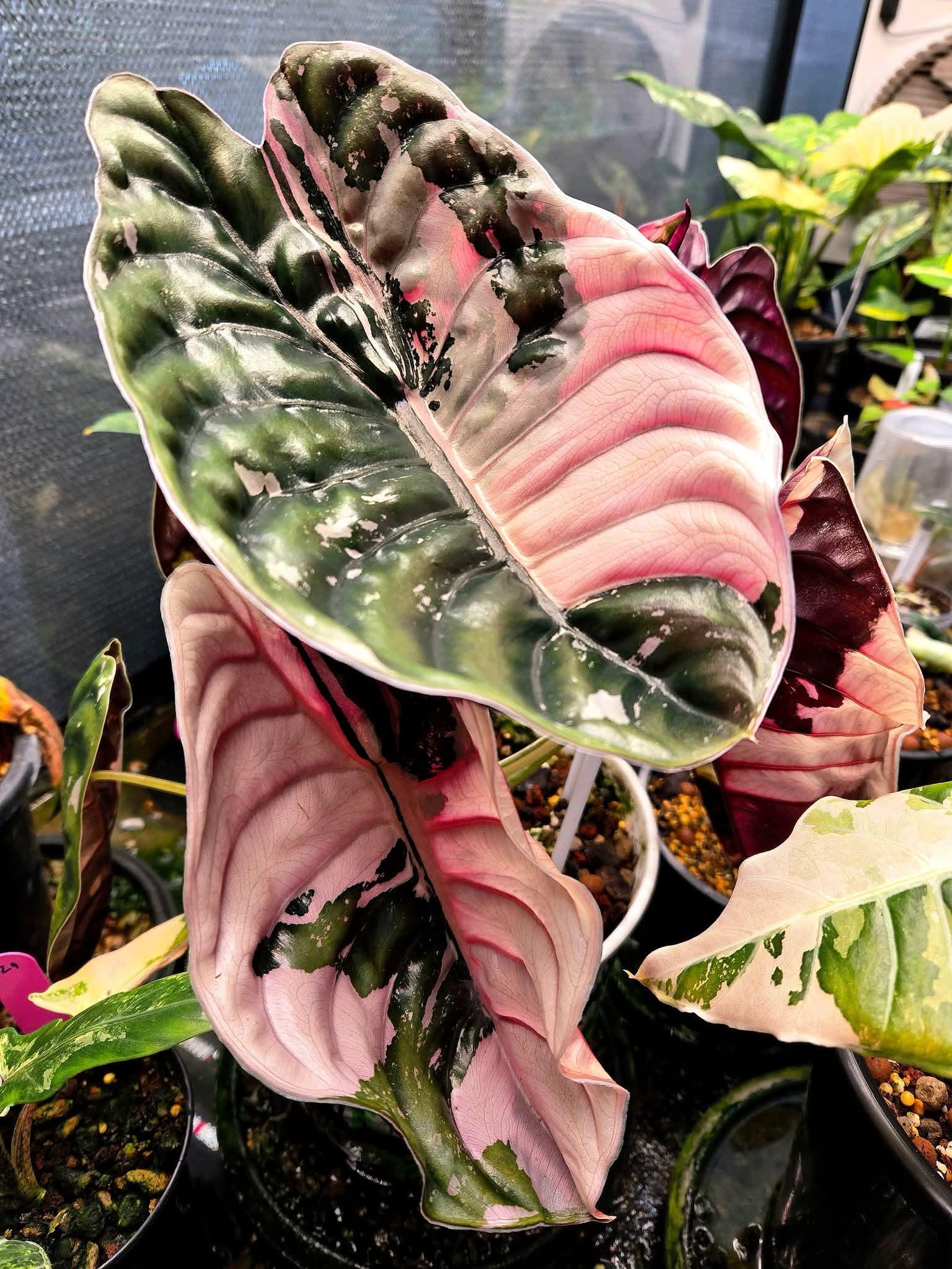 Alocasia black velvet pink variegated - Etsy 日本