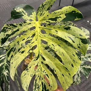 Monstera Deliciosa Bulbasaur Variegada Uma Folha Enraizada Nó Corte Planta Rara Interior Exterior Jardinagem