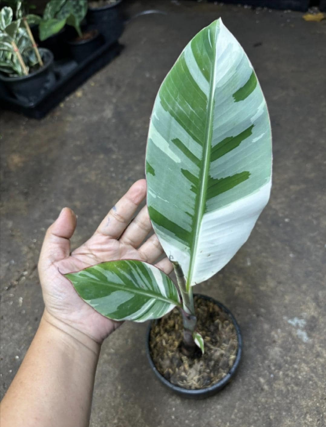 Variegated Banana - Etsy Canada