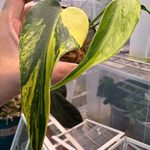 Monstera Burle Marx Flame Variegated Indoor Outdoor Rare Plant Gardening