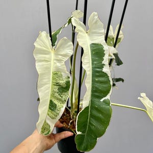 Philodendron Paraiso ALBO Variegated Rare Plant One Leaf Rooted Node Cutting Indoor Outdoor Gardening