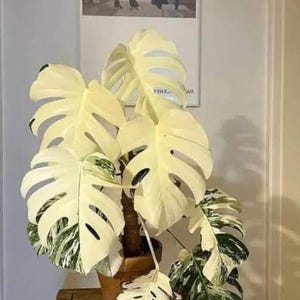 Monstera Deliciosa White Tiger ALBO Variegated One Leaf Rooted Node Cuttings Indoor Outdoor Rare Plant Gardening