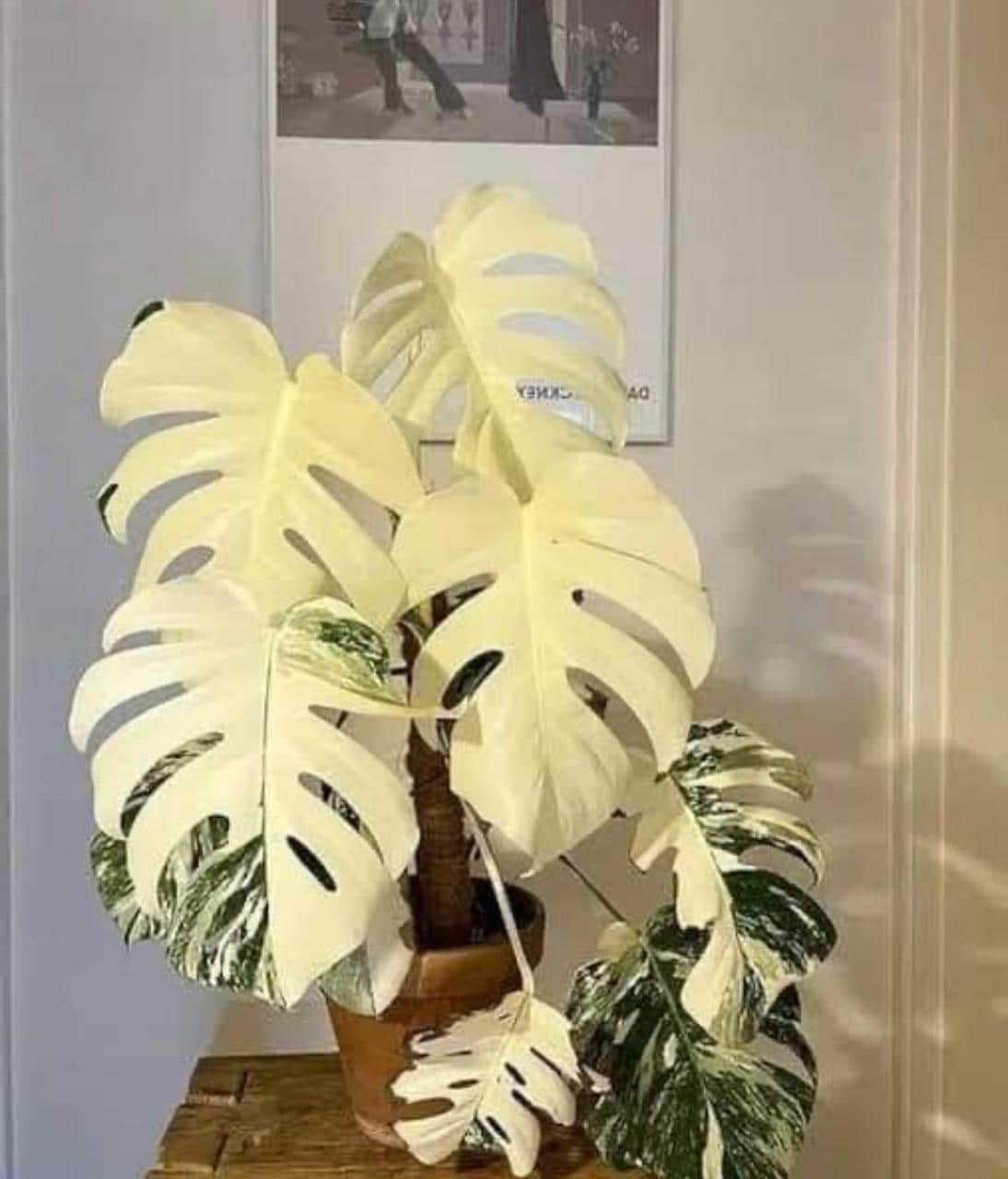 モンステラ斑入り　ホワイトタイガー　デリシオーサ モンステラ デリシオーサ タイコンステレーション / 細かく白い