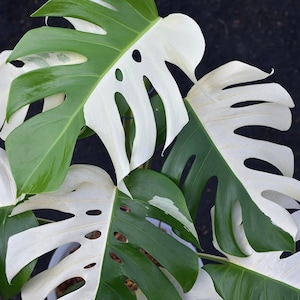 Monstera Deliciosa Halfmoon ALBO Variegated One Leaf Rooted Node Cutting Indoor Outdoor Rare Plant Gardening