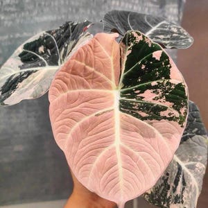 Alocasia black velvet pink variegata - Etsy 日本