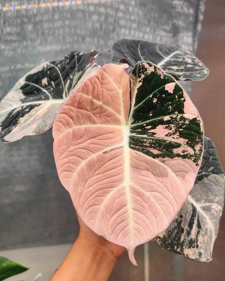 Alocasia Black Velvet Pink Variegated Planting Corms Rare Plant Indoor Outdoor Gardening