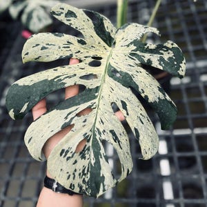 Monstera Vietciosa Variegated One Leaf Rooted Node Cutting Indoor Outdoor Rare Plant Gardening