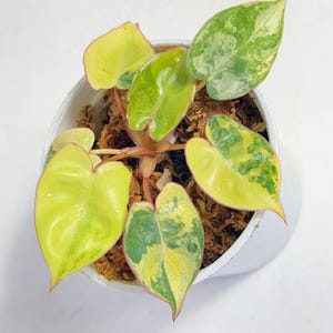Philodendron Billietiae Variegated Starter Plant Rare Indoor Outdoor Gardening