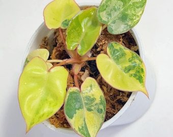 Philodendron Billietiae, planta abigarrada, rara para jardinería interior y exterior.