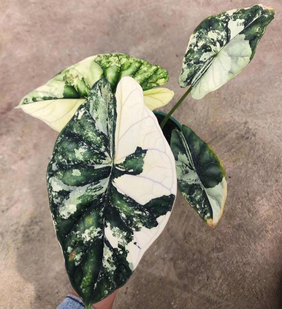Variegated alocasia maharani - Etsy 日本