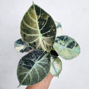 Alocasia Ninja Pink & Mint Variegated Planting Corms Rare Indoor Outdoor Gardening