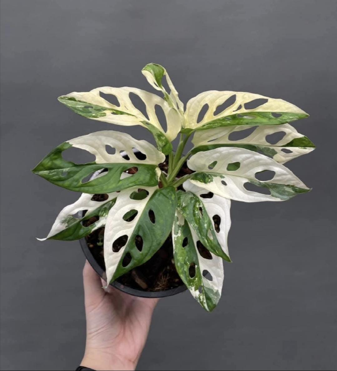 Monstera Adansonii ALBO Variegada, Esquejes de una hoja con raíces, Plantas raras para jardinería en interiores y exteriores