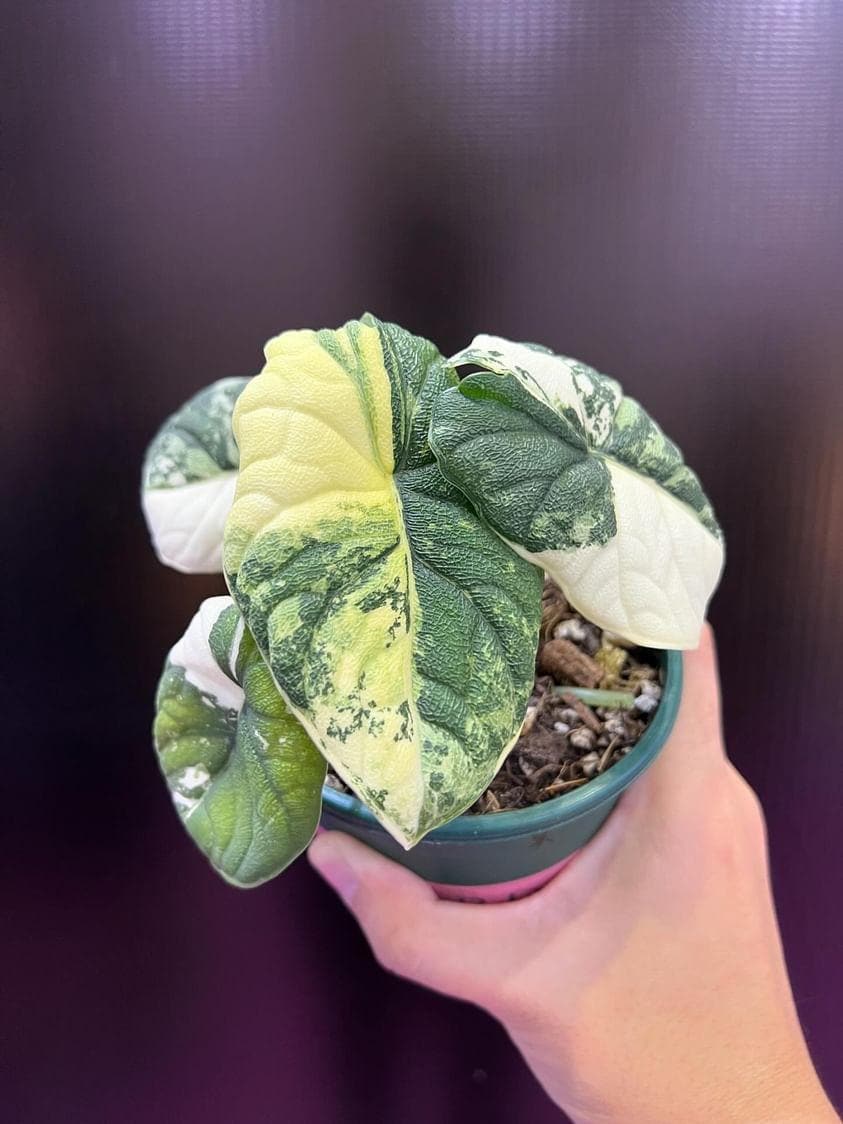Alocasia Melo Albo アロカシア メロ アルボ ハーフムーン Alocasia Melo Albo アロカシア メロ アルボ ハーフムーン