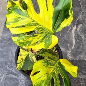 Monstera Deliciosa Electrolight King Variegada Uma Folha Enraizada Nó Corte Interior Exterior Planta Rara Jardinagem