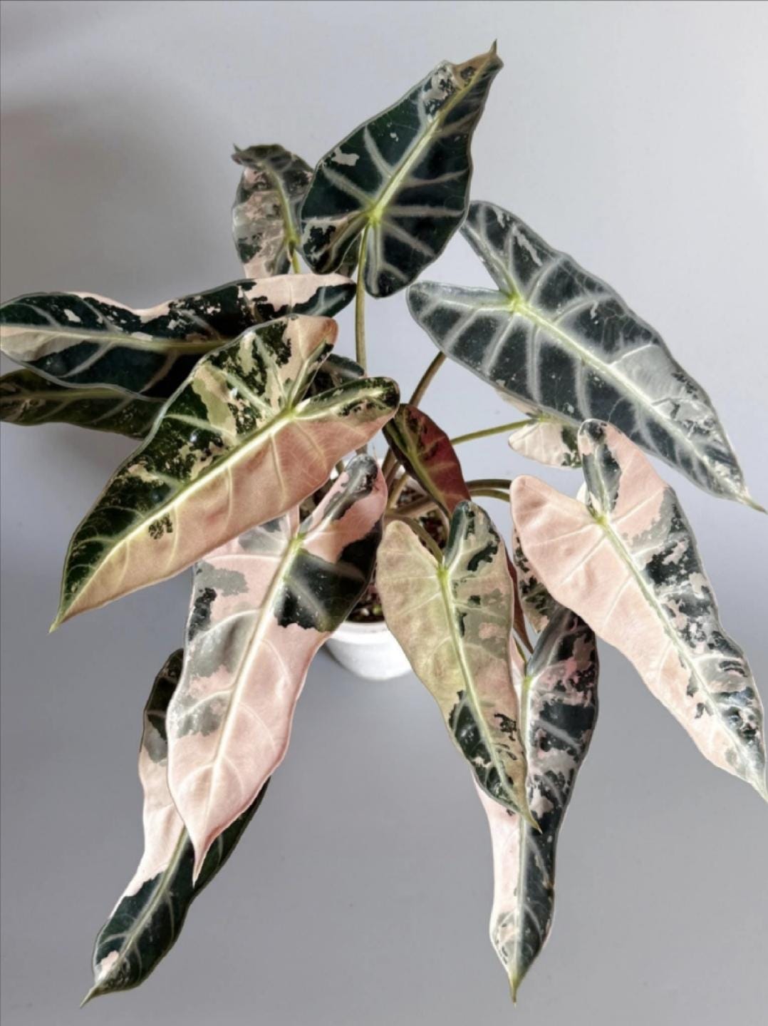 Alocasia Bambino Pink Variegated - Etsy