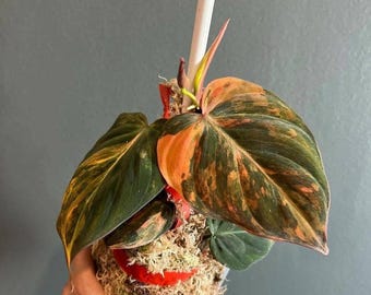 Filodendro rosa Micans tricolor abigarrado, pequeña planta de jardinería para interior y exterior