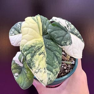 アロカシア　ワトソニアナ ピンク　斑入り alocasia watsoniana アロカシア ワトソニアナ ピンク 斑入り alocasia watsoniana Yahoo