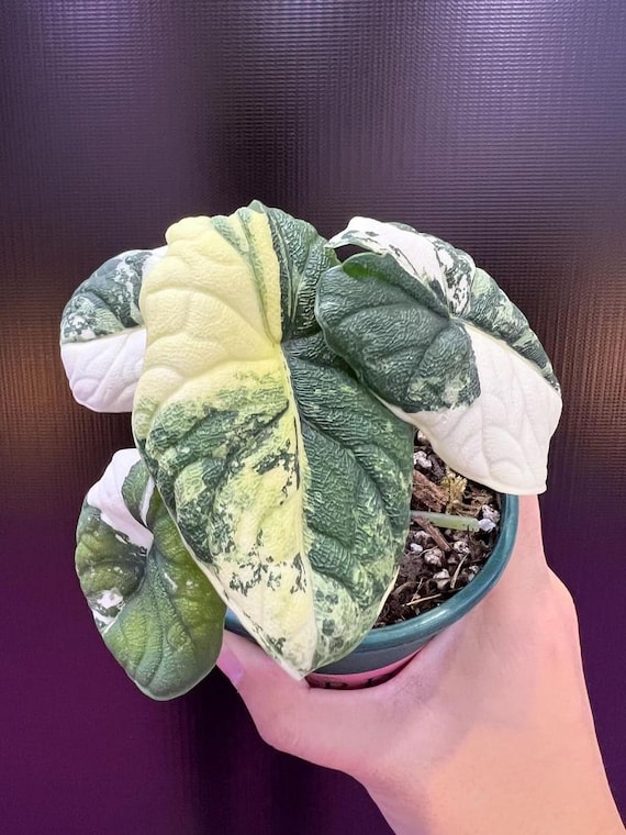 極上 アロカシア メロ アルボ アロカシア メロ アルボ