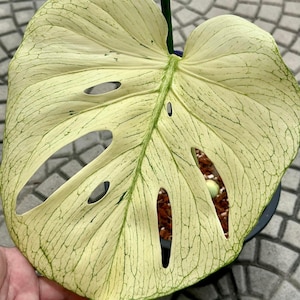 Monstera Deliciosa White Monster Variegated One Leaf Rooted Node Cuttings Indoor Outdoor Rare Plant Gardening