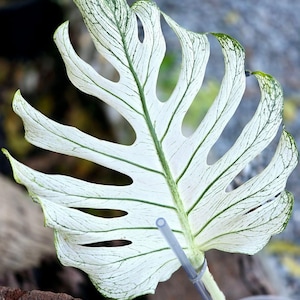 Monstera Devil Monster Variegated Rare Plant Single Leaf Rooted Node Cutting Indoor Outdoor Gardening