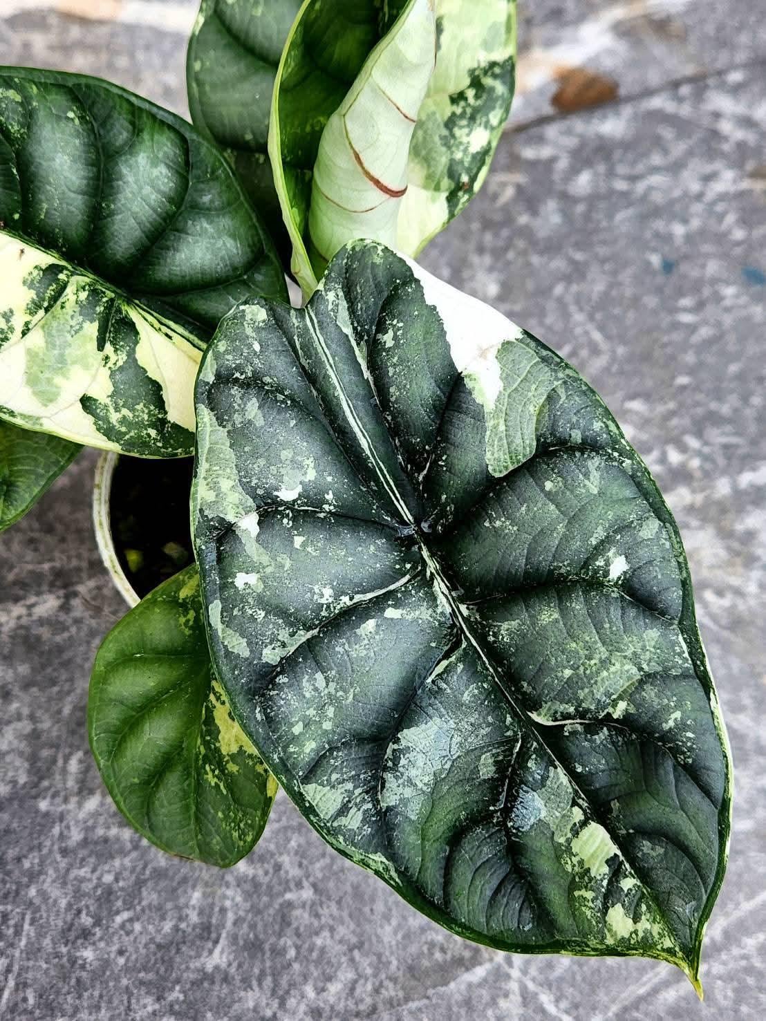 アロカシア マハラニ アルボ 希少 アロカシア マハラニ maharani | Gardenえん 【観葉熱帯