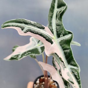 Alocasia Nobilis Rosa Variegada Plantación Cormos Planta Rara Jardinería Interior Exterior