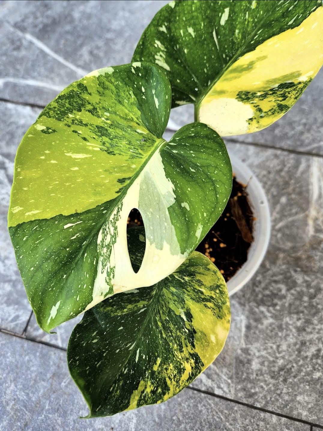 リアル モンステラ レガシー モンステラ・レガシー / Monstera deliciosa 'Legacy'⑦