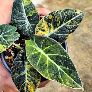 Alocasia Black Velvet Gold Variegated Bulwy do sadzenia Rzadka roślina do uprawy w pomieszczeniach i na zewnątrz