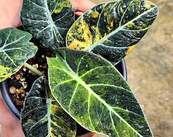 Alocasia Black Velvet Gold Variegated Plantación Cormos Planta Rara Jardinería Interior Exterior