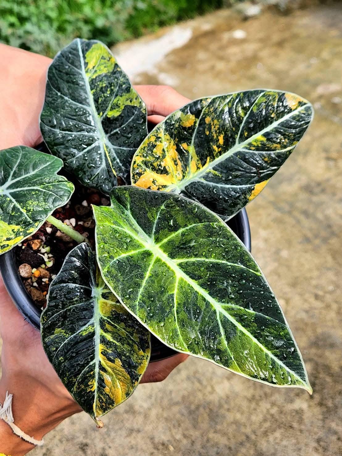 【WAWA】 black velvet variegata Alocasia black velvet variegated – Aroid Market