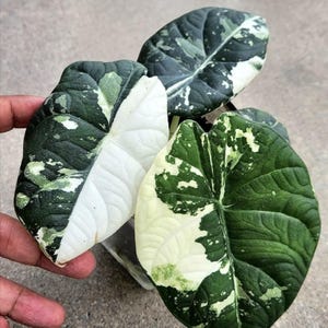 アロカシア マハラニ アルボ 斑入り Variegated alocasia maharani - Etsy 日本