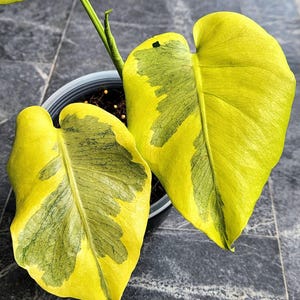 Monstera Yellow Lava Variegated One Leaf Rooted Node Cutting Indoor Outdoor Rare Plant Gardening