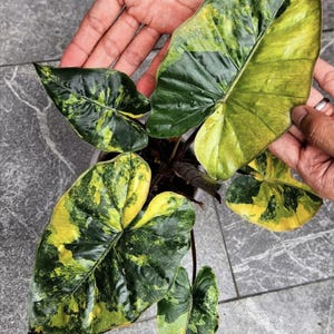 Alocasia Yucatan Princess Aurea Variegated Planting Corms Rare Indoor Outdoor Gardening