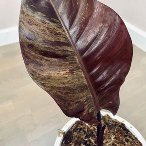 Variegated Philodendron Black Cardinal Cutting: Rare Super Splash Rooted Node