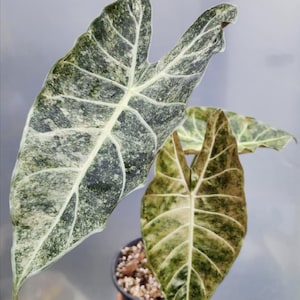 Alocasia Black Satun Stardust Variegated Planting Corms Rare Plant Indoor Outdoor Gardening