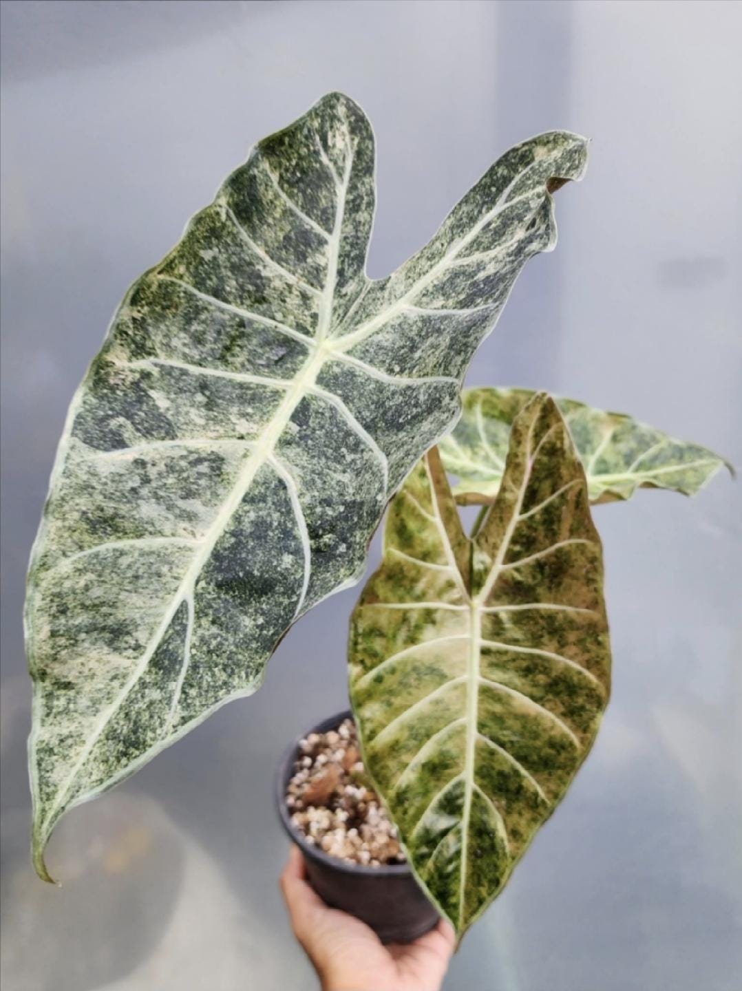 Variegated alocasia maharani - Etsy 日本
