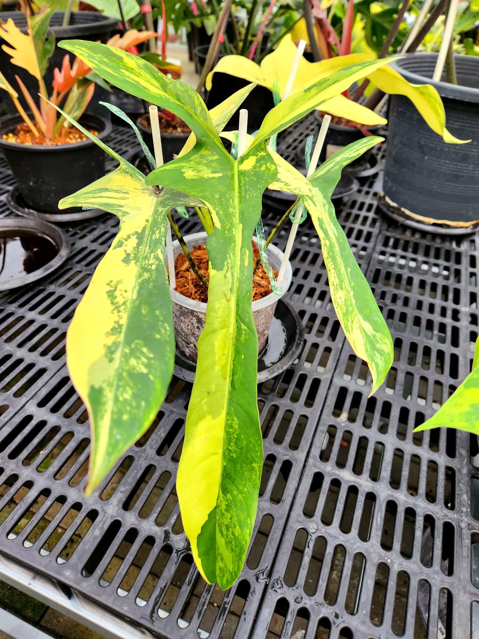 Philodendron atabapoense - Etsy 日本